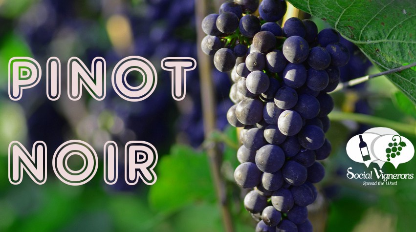 Dégustation de vin autour du Pinot noir