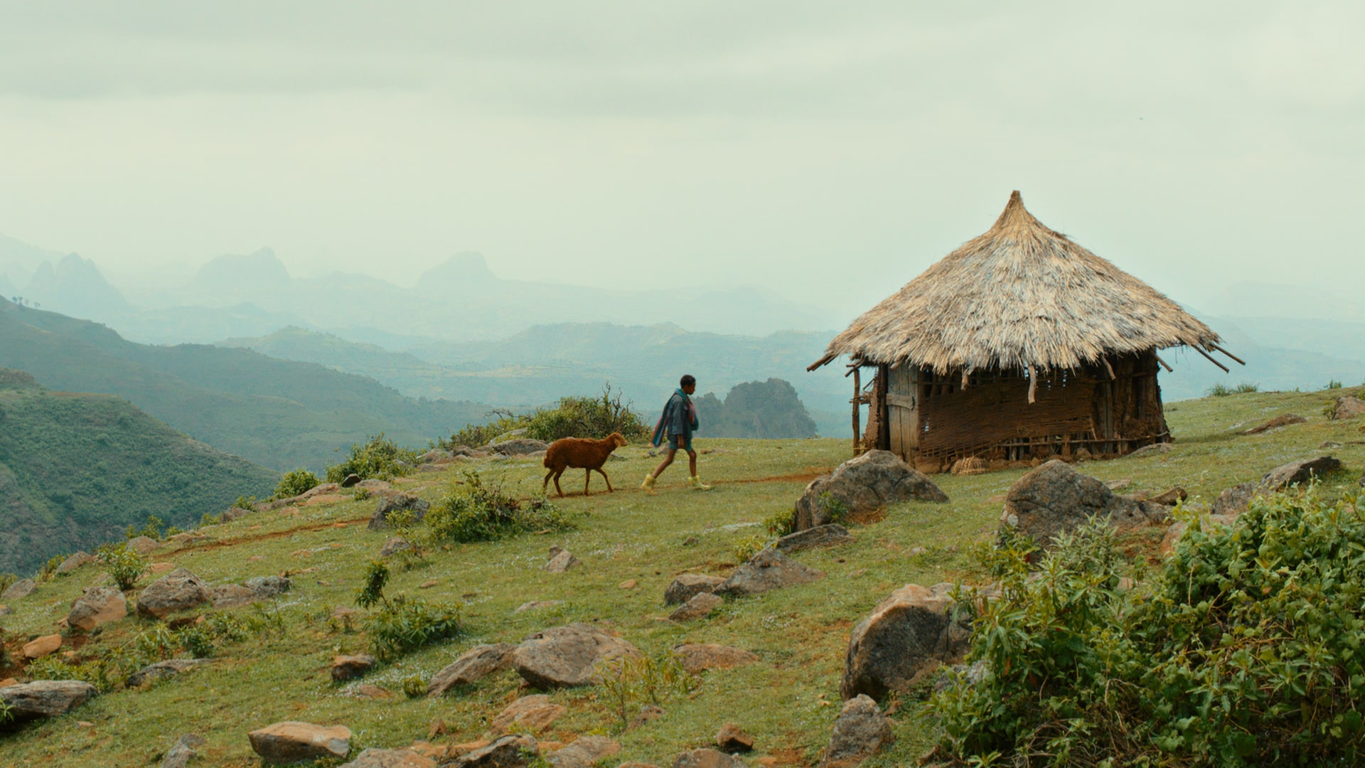 IFcinéma : films sur l&rsquo;environnement en ligne