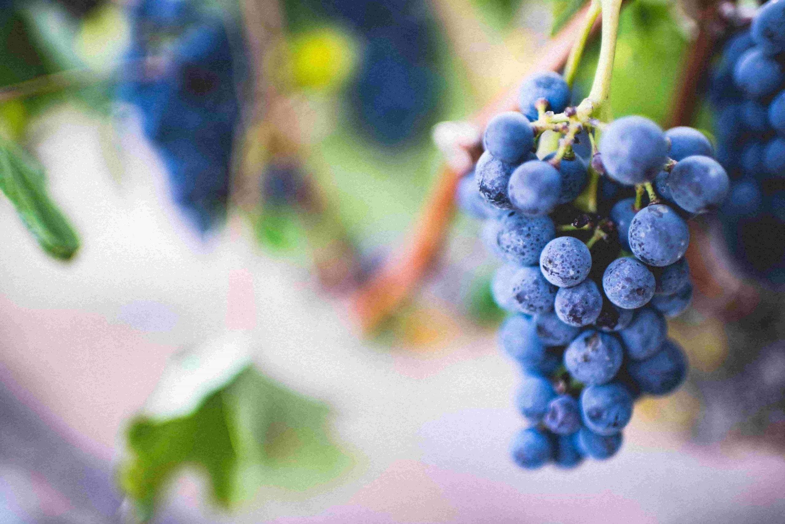 Atelier du vin de l&rsquo;Institut français : Du terroir à la bouteille