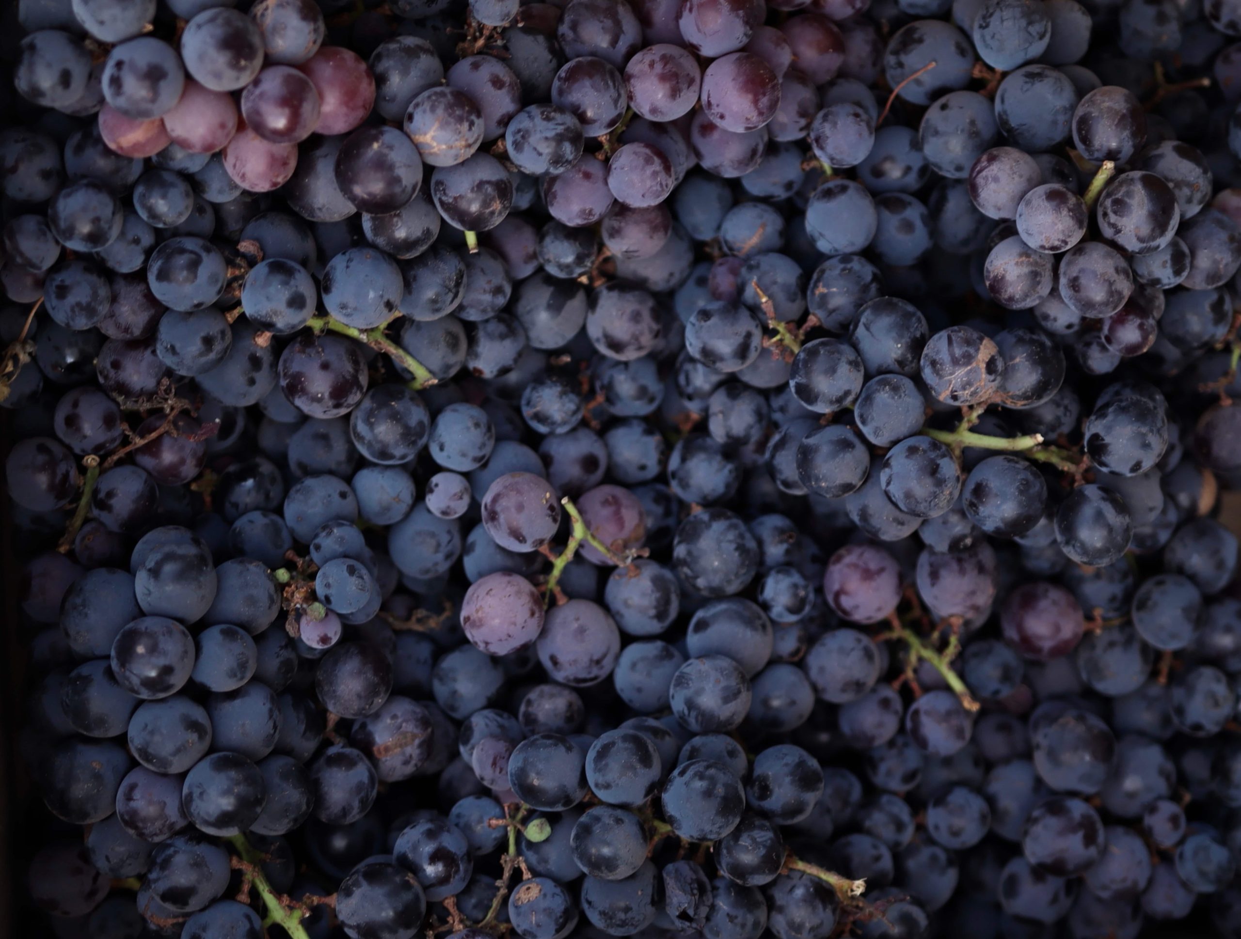 Atelier du vin de l&rsquo;Institut français : les vins du Centre-Val-de-Loire