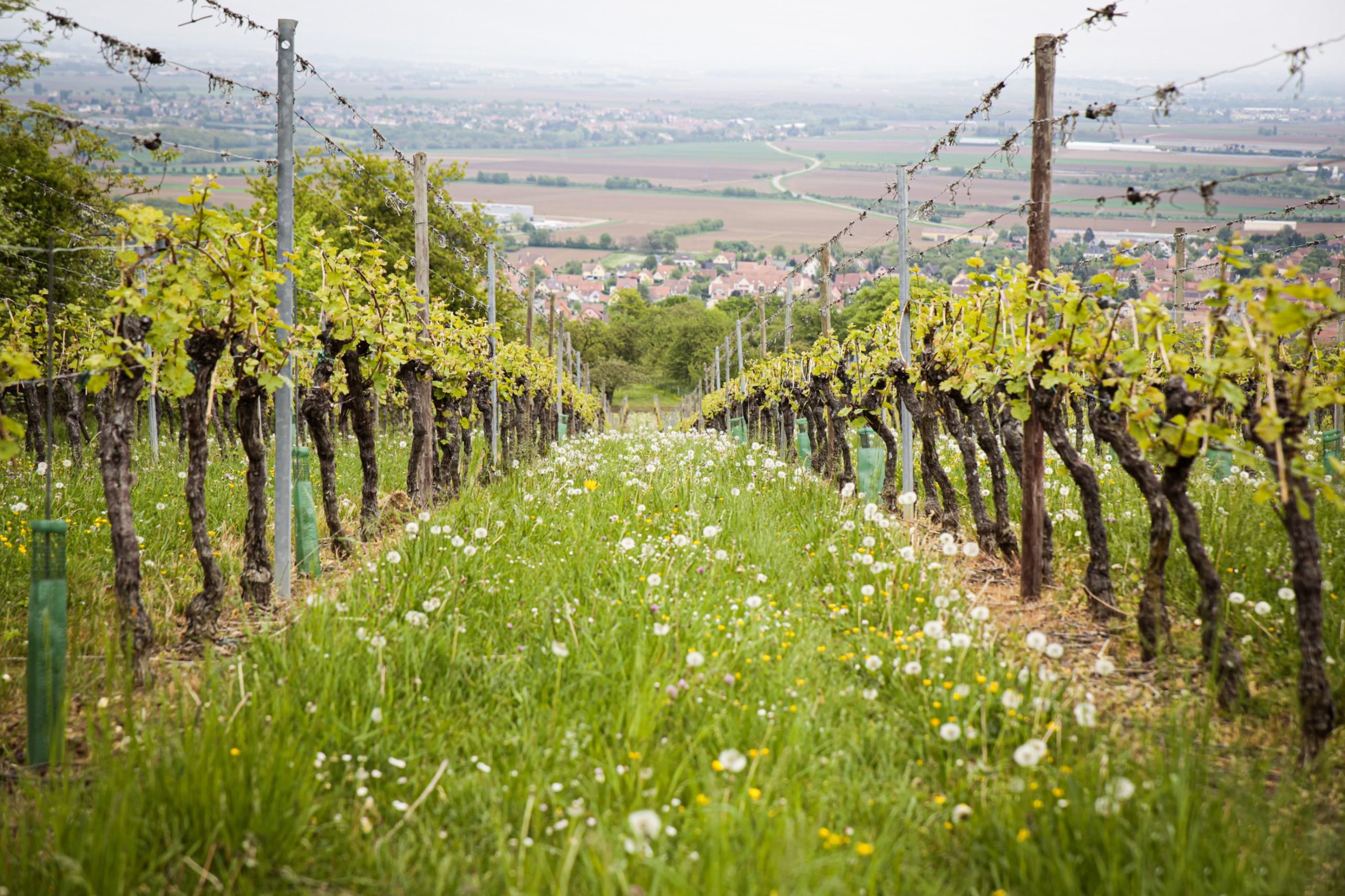 Atelier vin : à la découverte des vins d&rsquo;Alsace