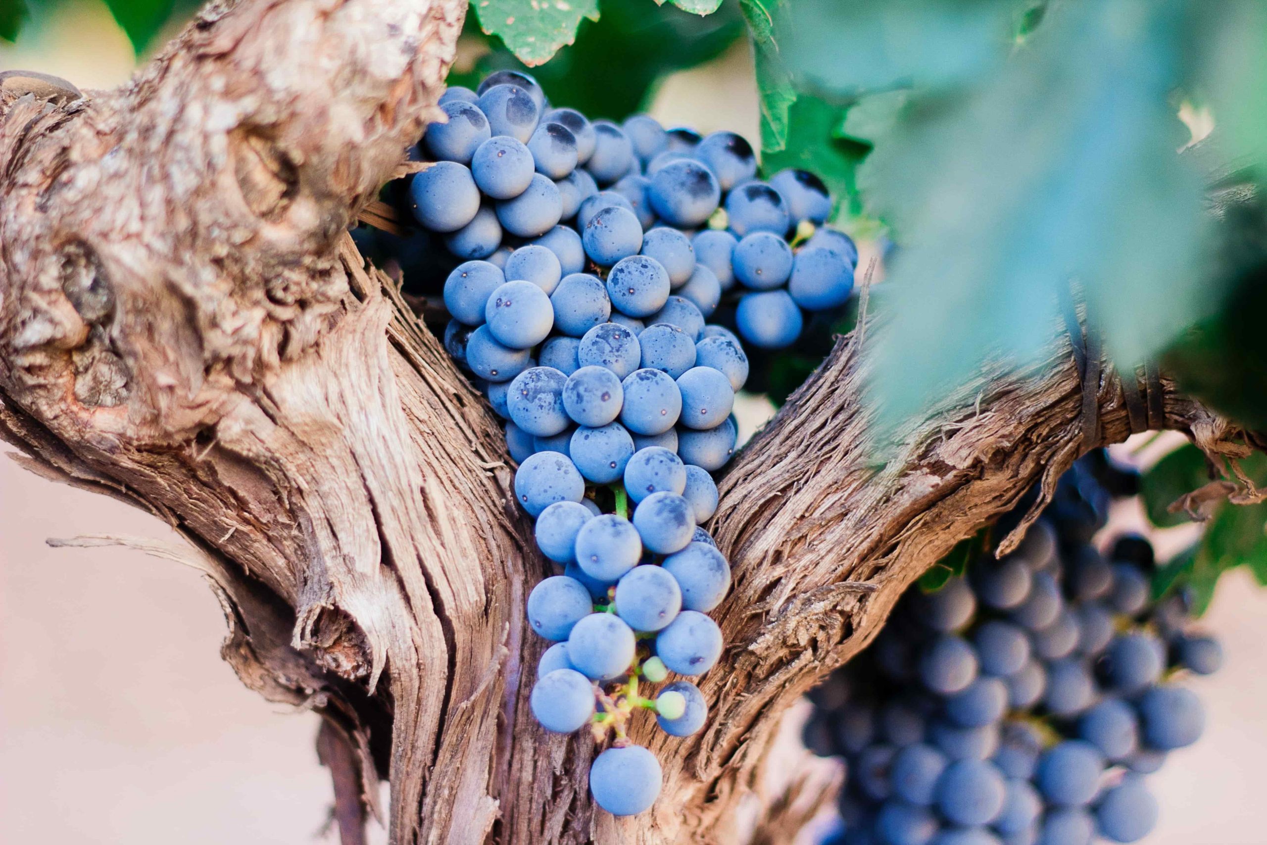 Atelier du vin : vins primeurs